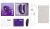 We-Vibe Sync 2 Purple